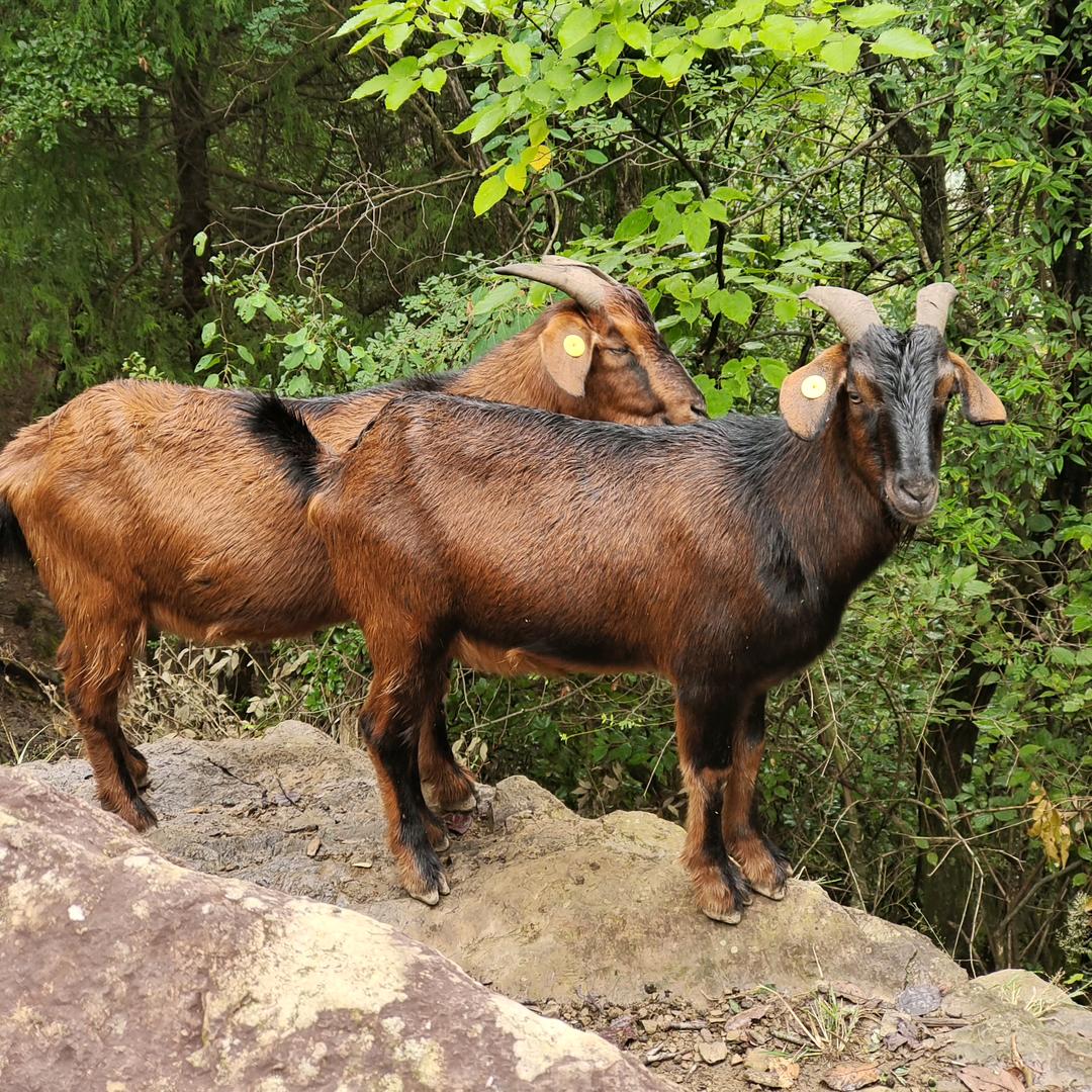@龙池山自繁自养南江黄羊