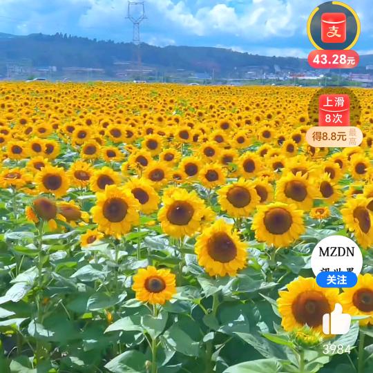 向日葵🌻