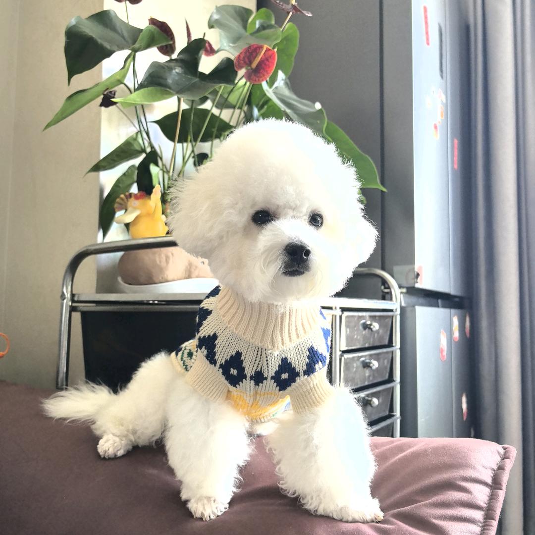 爱穿裙子的企鹅💔💖