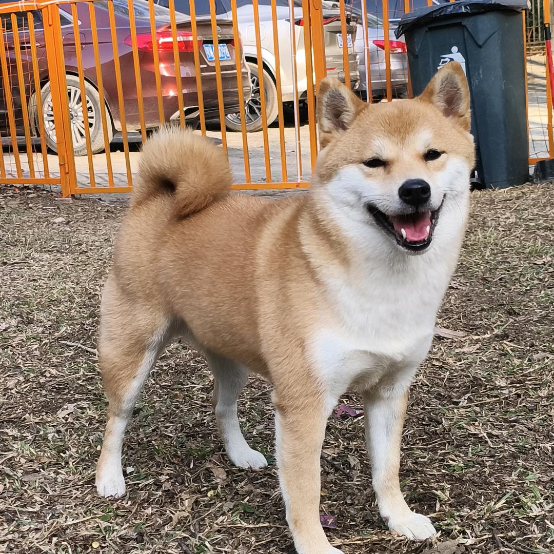 友聚宠物湙棋
