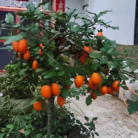 柿柿如意（老鸭柿）