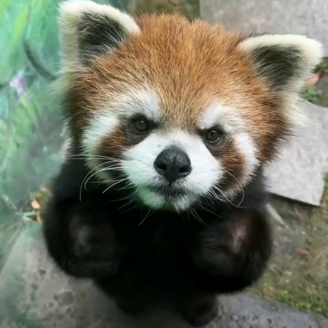 半个废物