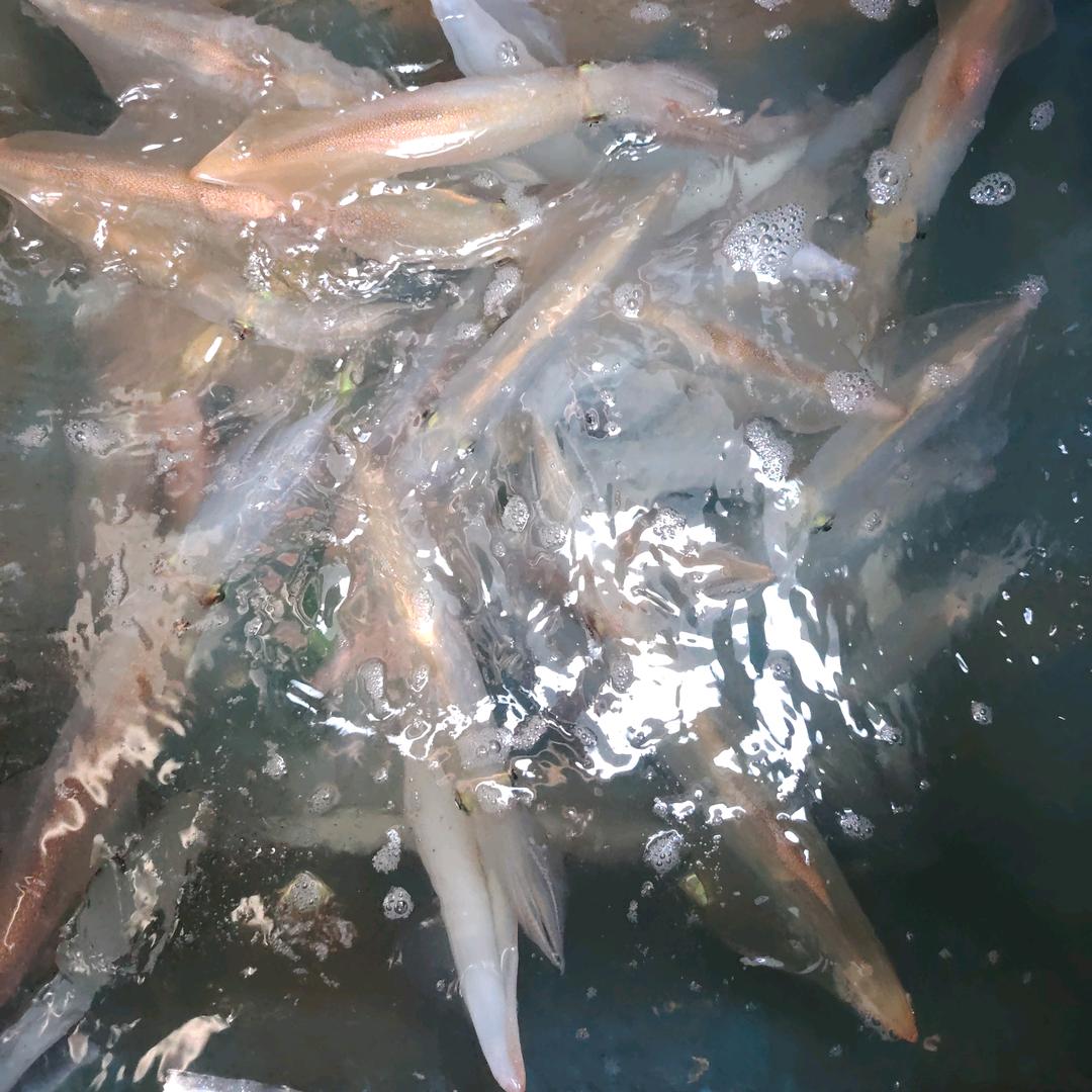 🐠渔民兄弟🐠