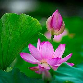 清水芙蓉头像
