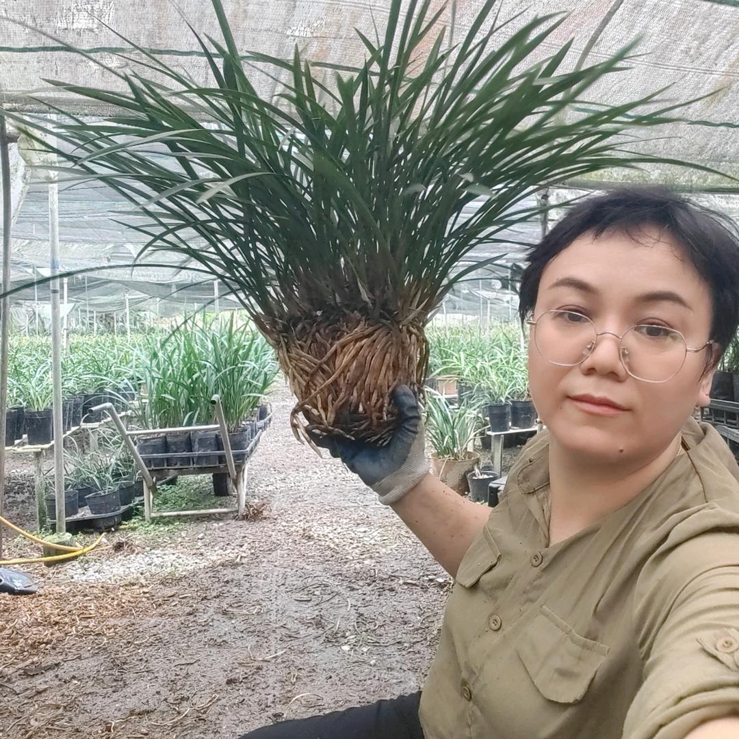 坤霖花卉
