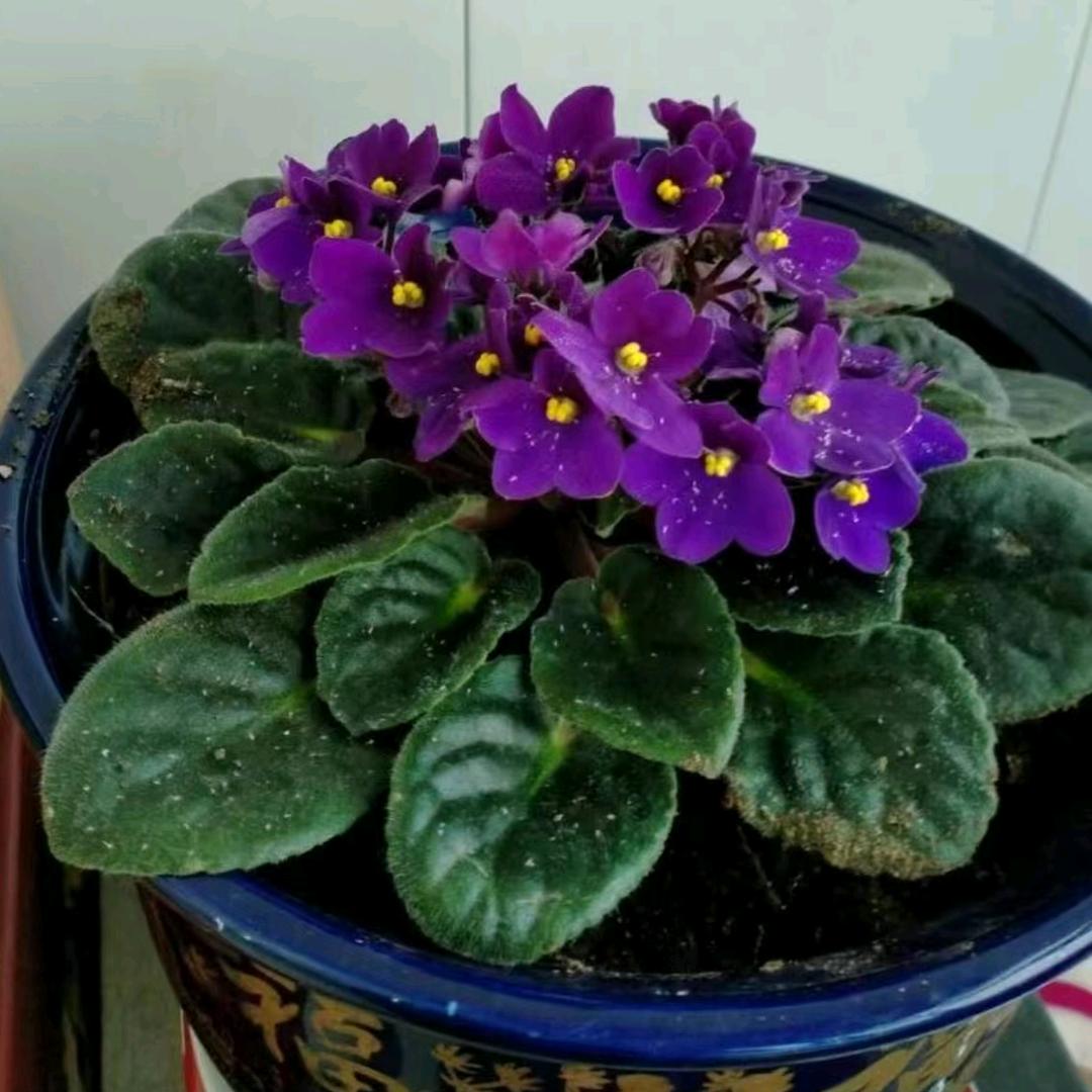 阳光城芬