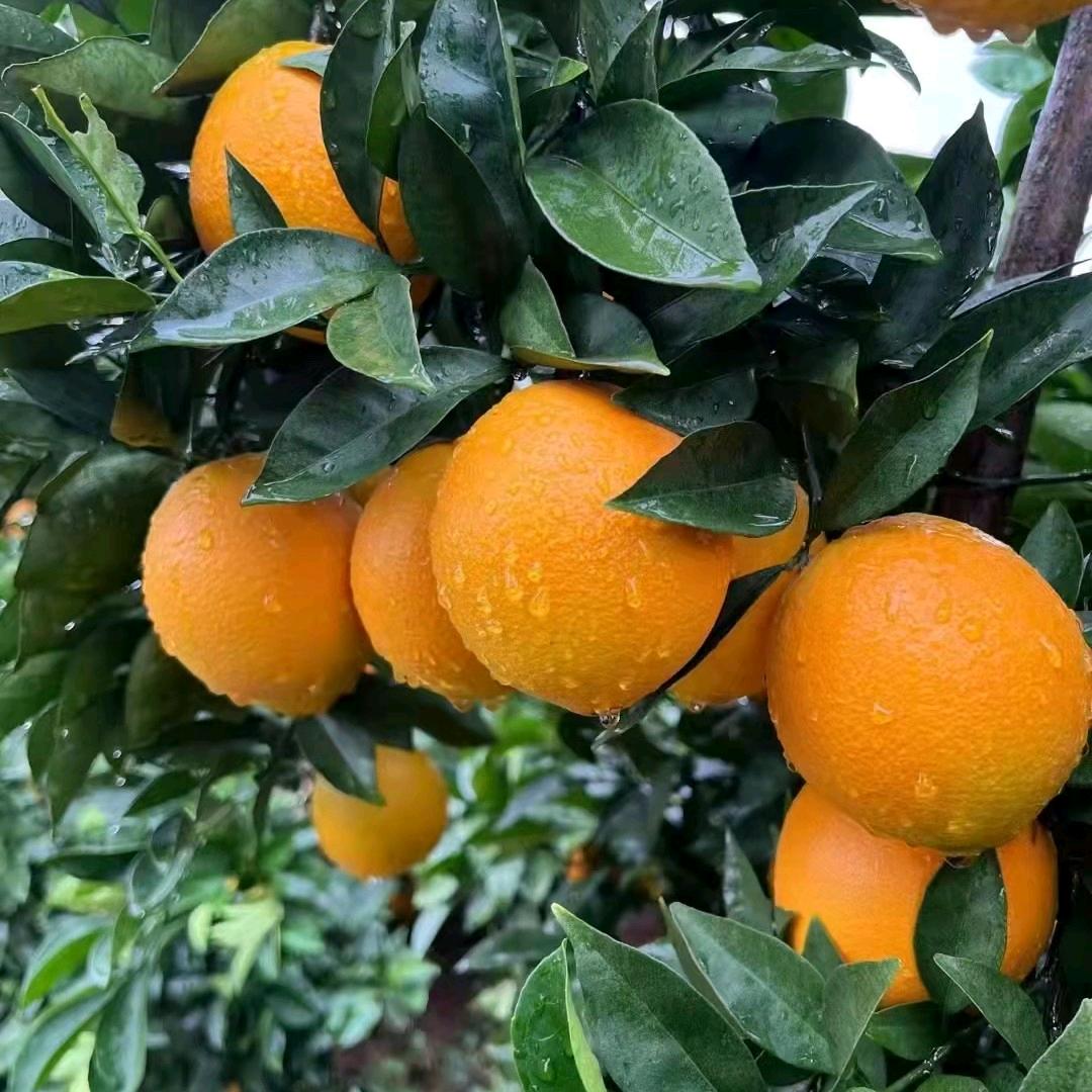 赣南脐橙（产地信丰安西）种植户