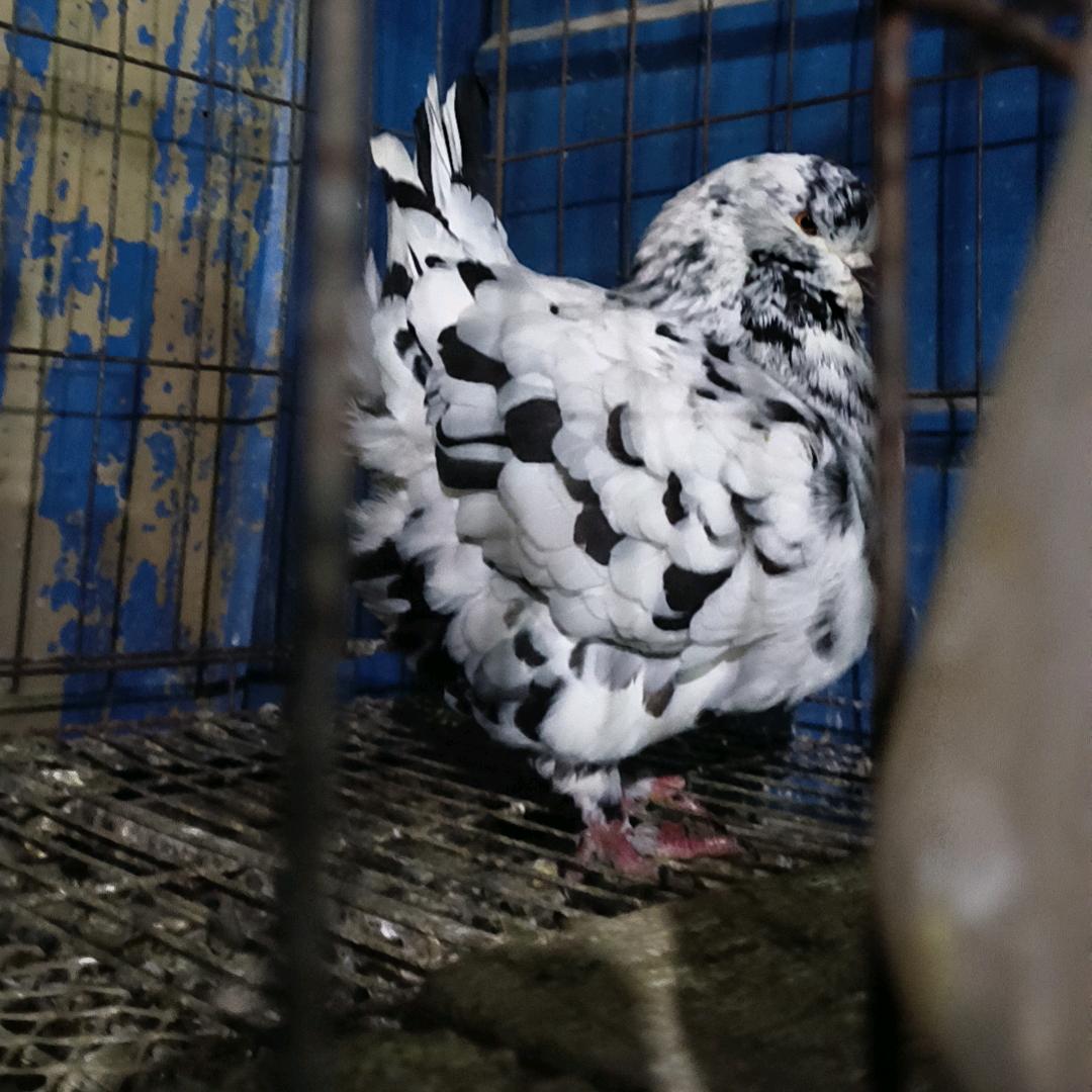 尉氏张老板鸽舍2号