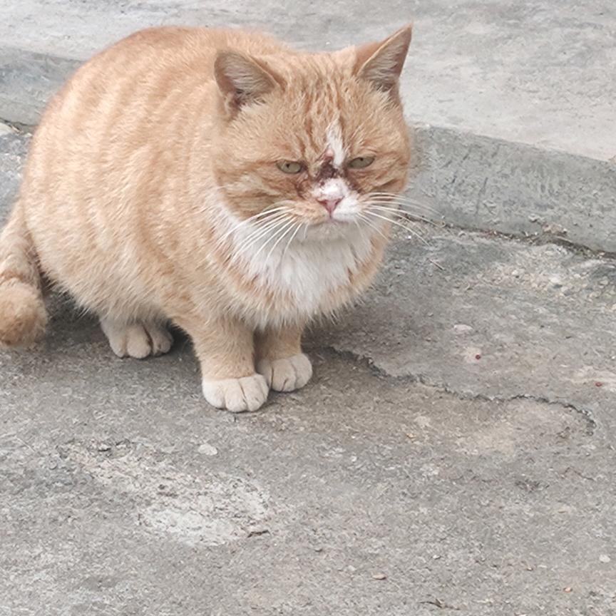 莫愁前路无知己。