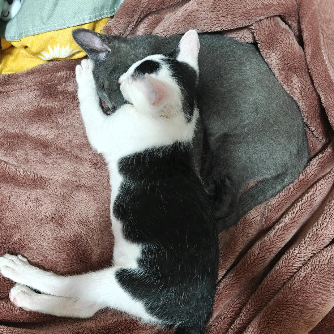 平安牛与喜蓝乐