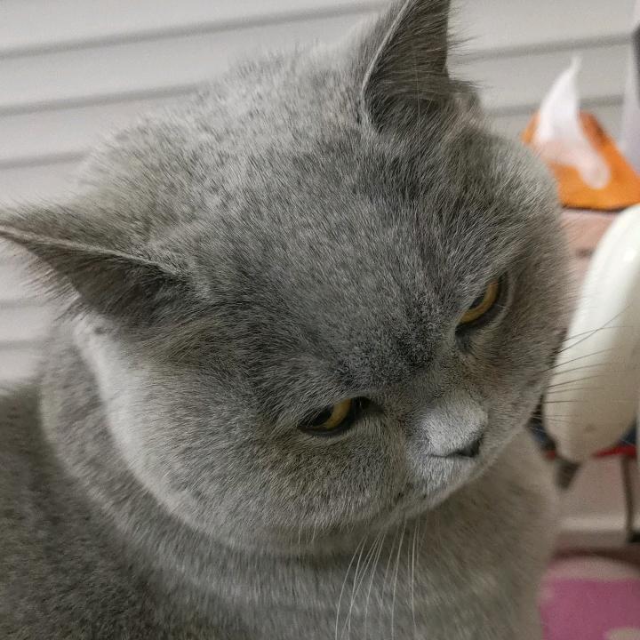 一只小肥猫