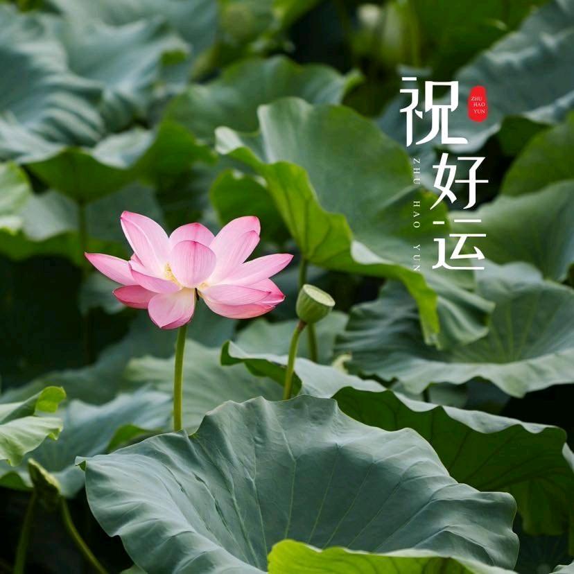 丹垚焱森(华欧曼亚)