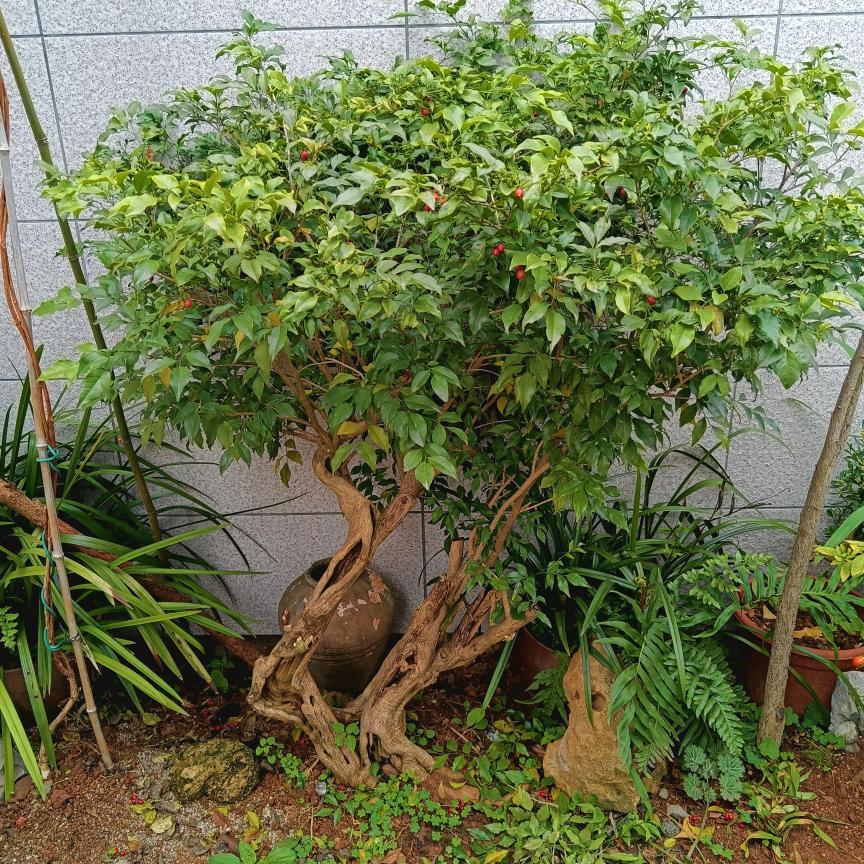 卧虎藏龙