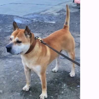 上林巷贤白面狗养殖