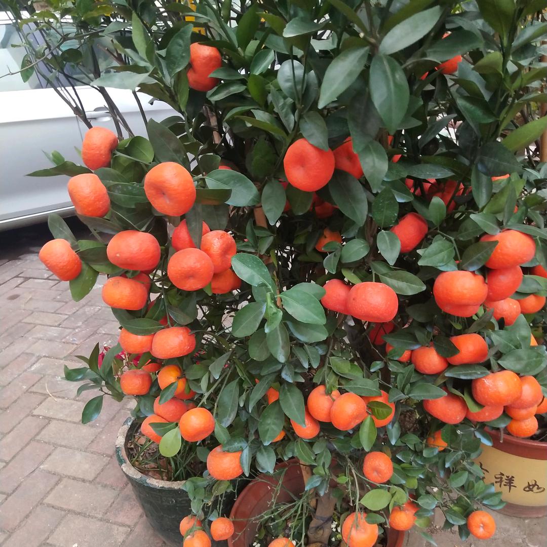 秋天的茉莉