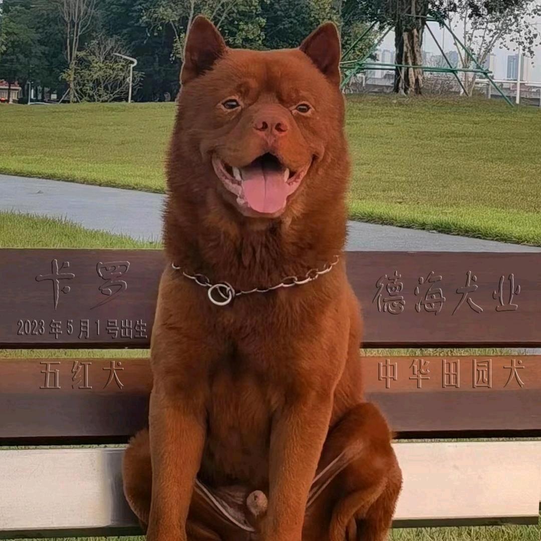 德海犬舍
