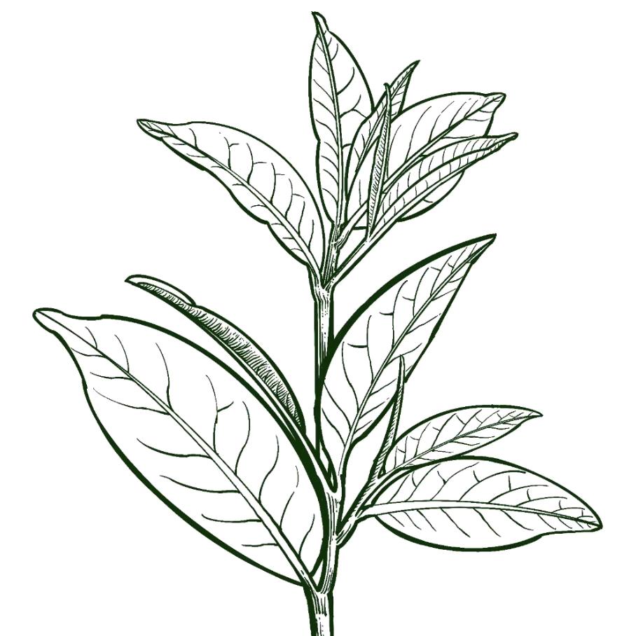 玉川茶业
