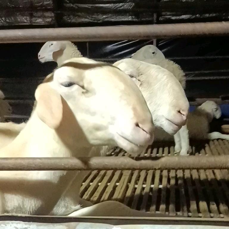 马头湖羊     凤台雨旺牧业