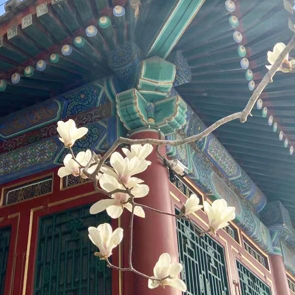 夜含🌻✈️🇨🇳