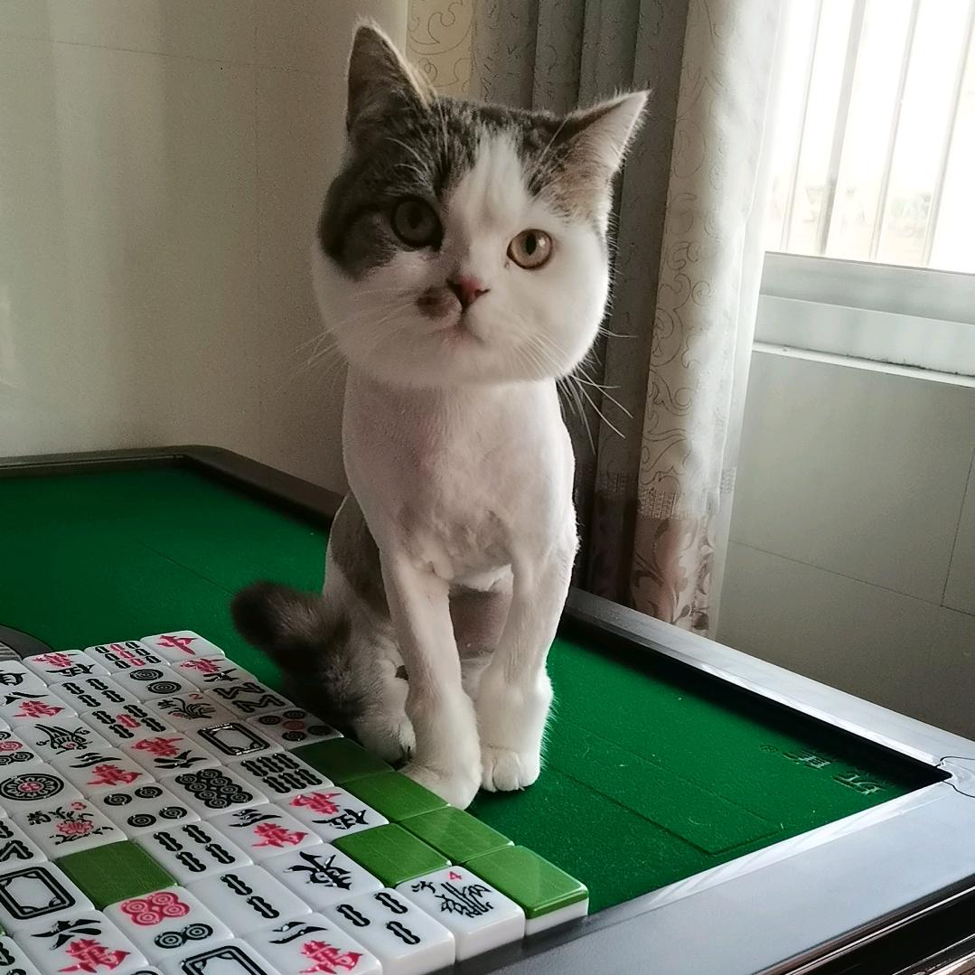 泽泽妈