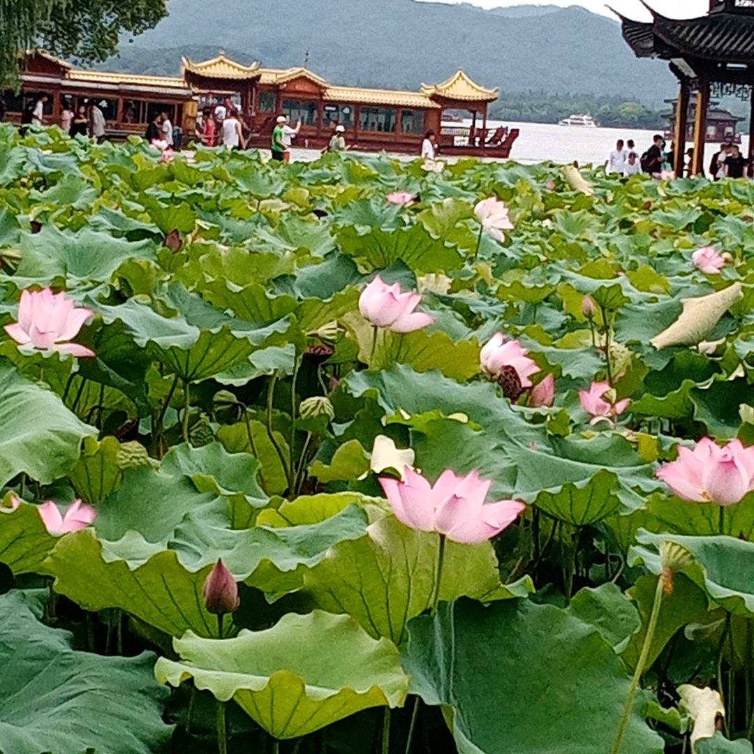 水墨荷花