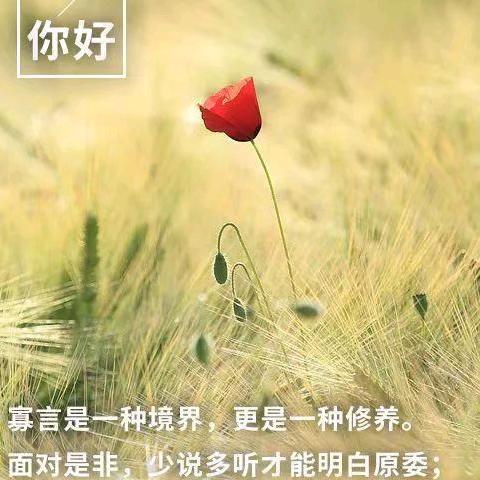 薰衣草的美