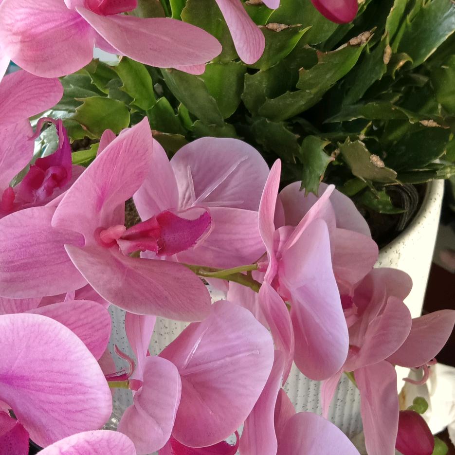 我家要，来吧！我们把你当宝贝