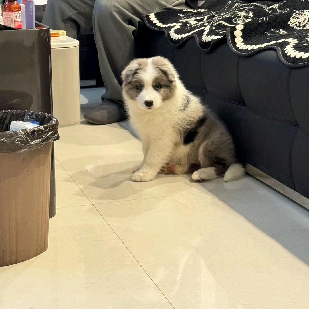 山西小郭宠物