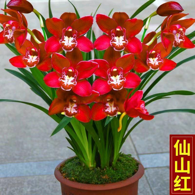 财运滚滚