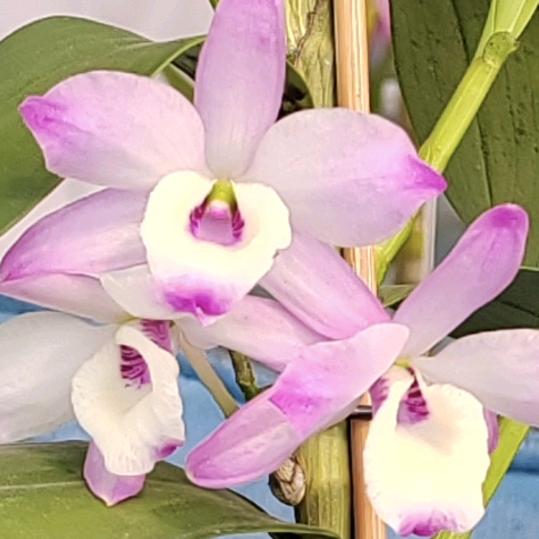 石斛兰花苑