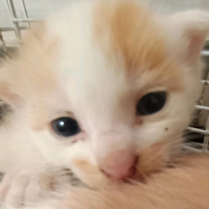 弦