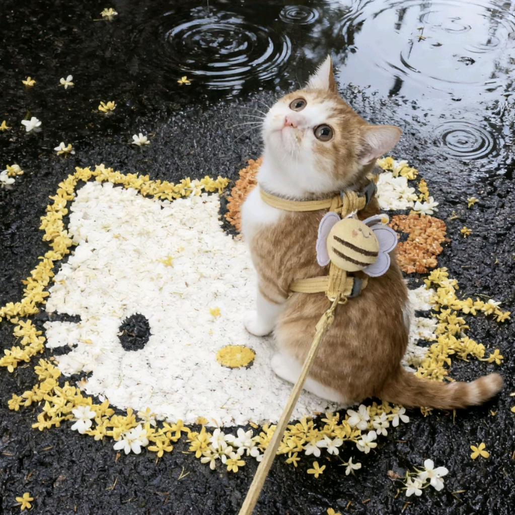 小鸭嘎嘎