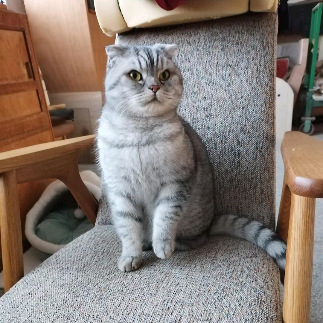 胖虎🐯是只银渐层