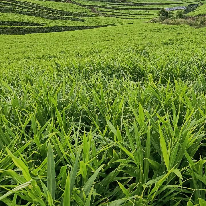 惠本来优选农产品