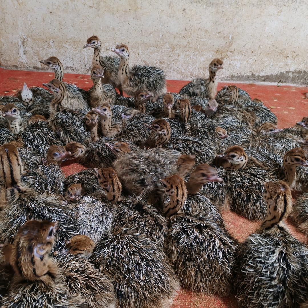 鸵鸟苗鸵鸟苗（555）