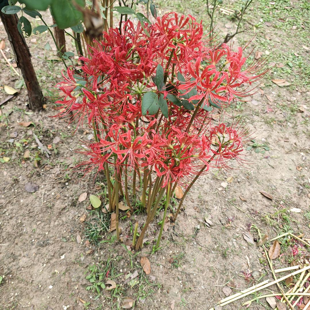 阳光撒下一串红