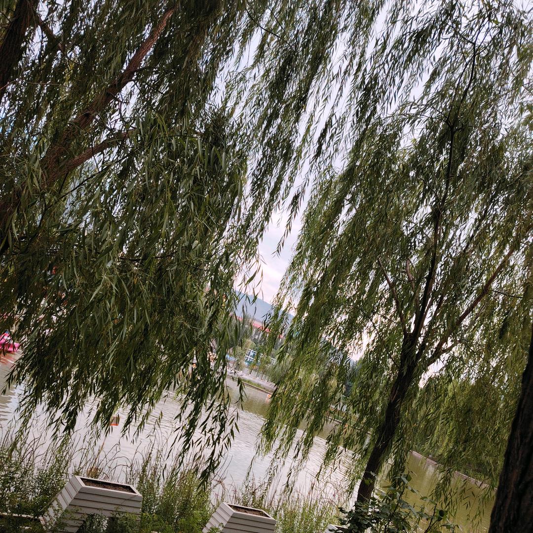 沙拉