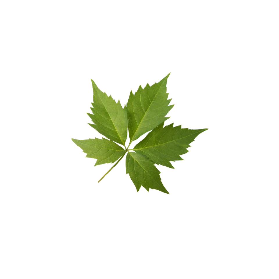 竹意欢（骂我发不了财