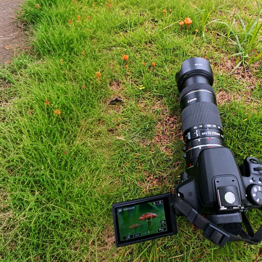 业余摄影爱好者《老何》