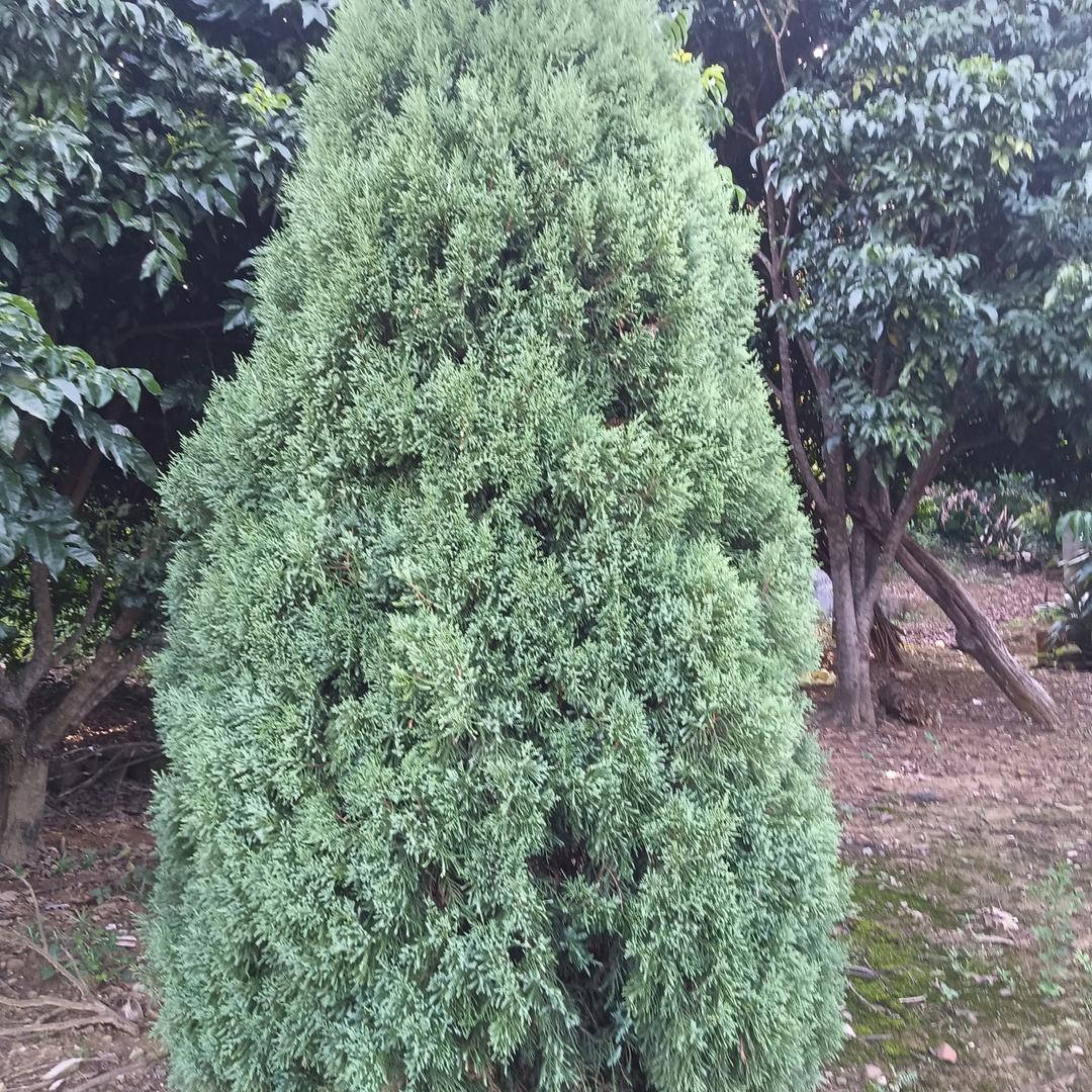 朱明