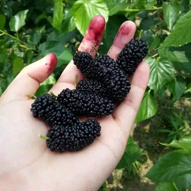 又见彩虹
