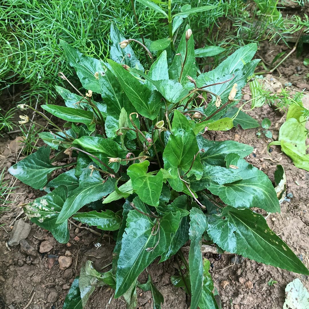 ℋ🌹᭄💞为自己而活🌷💞🦩