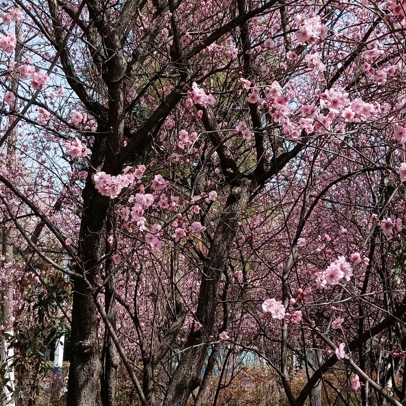 阜阳李姐教带货