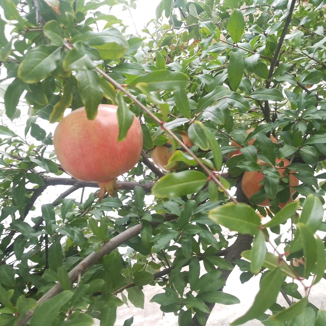 徐三姐