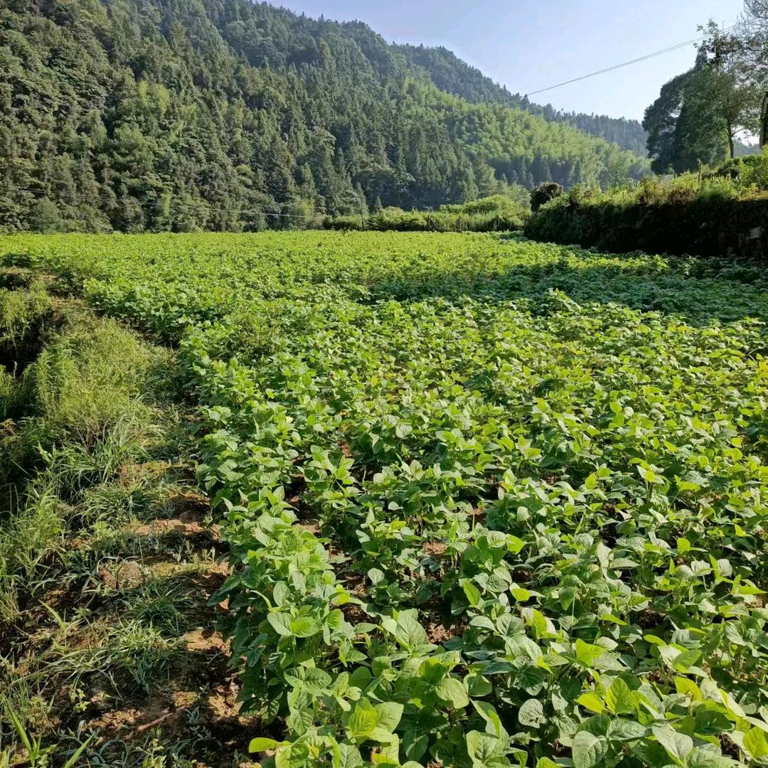 薄凉于她于梦729