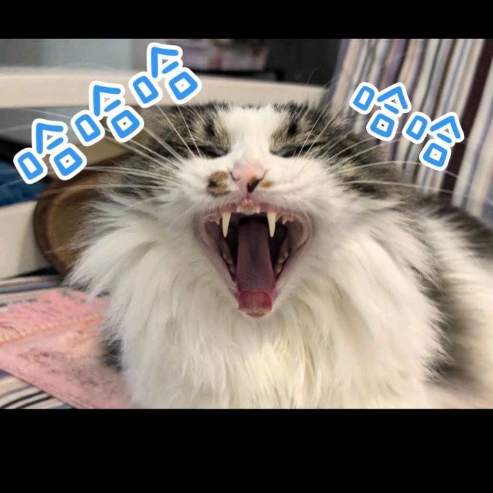 🐾🐾🐾🐾🐾🐾🐾🐾🐾Ma