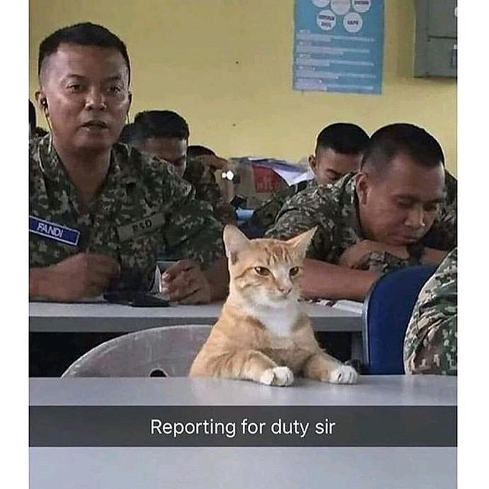 Silence🐏.（沉默小羊）