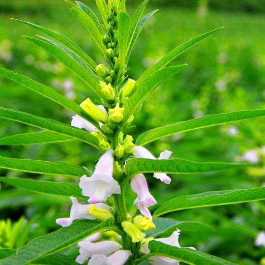 芝麻开花