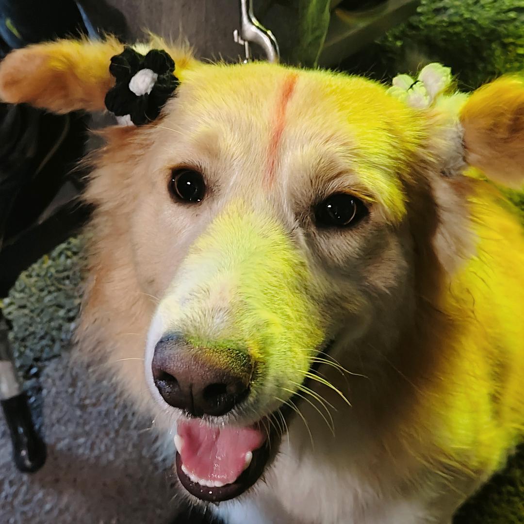 不纯纯的小边牧