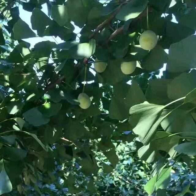 清风